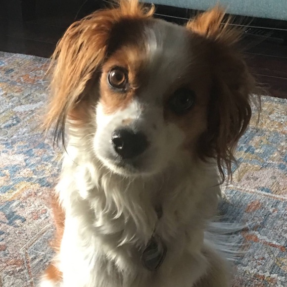 Meet your Posher, Giuseppe - Picture 1 of 1